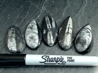 Fossil Orthoceras Small Polished Specimen