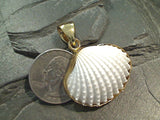Ark Shell, Alchemia Pendant