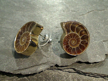 Fossil Ammonite, Alchemia Post Earrings