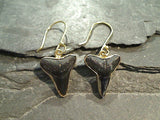 Fossil Shark Tooth, Alchemia Earrings