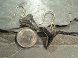 Fossil Shark Tooth, Alchemia Earrings