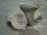 Adjustable Size Fossil Shark Tooth, Fine Sterling Silver Ring