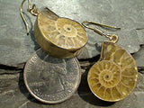 Fossil Ammonite, Alchemia Earrings