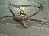 Small Fossil Shark Tooth, Alchemia Pendant