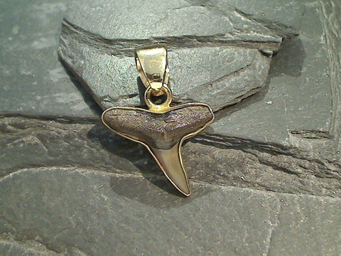 Small Fossil Shark Tooth, Alchemia Pendant