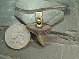Small Fossil Shark Tooth, Alchemia Pendant