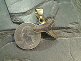 Small Fossil Shark Tooth, Alchemia Pendant