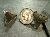 Fossil Shark Tooth, Alchemia Post Earrings