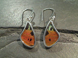 Butterfly Wings, Sterling Silver Earrings - Urania Ripheus