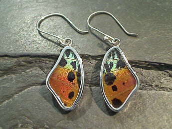 Butterfly Wings, Sterling Silver Earrings - Urania Ripheus