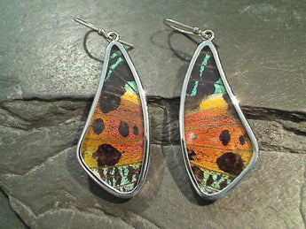 Butterfly Wings, Sterling Silver Large Earrings - Urania Ripheus
