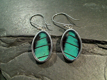 Butterfly Wings, Sterling Silver Earrings - Prepona