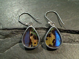Butterfly Wings, Sterling Silver Earrings - Morpho & Urania Ripheus