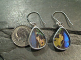 Butterfly Wings, Sterling Silver Earrings - Morpho & Urania Ripheus