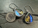 Butterfly Wings, Sterling Silver Earrings - Morpho & Urania Ripheus
