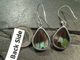Butterfly Wings, Sterling Silver Earrings - Morpho & Urania Ripheus