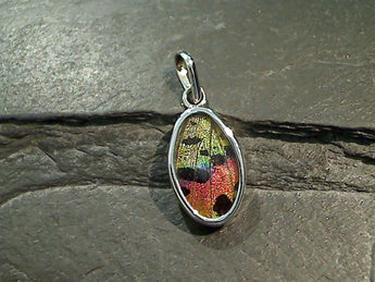 Butterfly Wings, Sterling Silver Small Pendant - Urania Ripheus