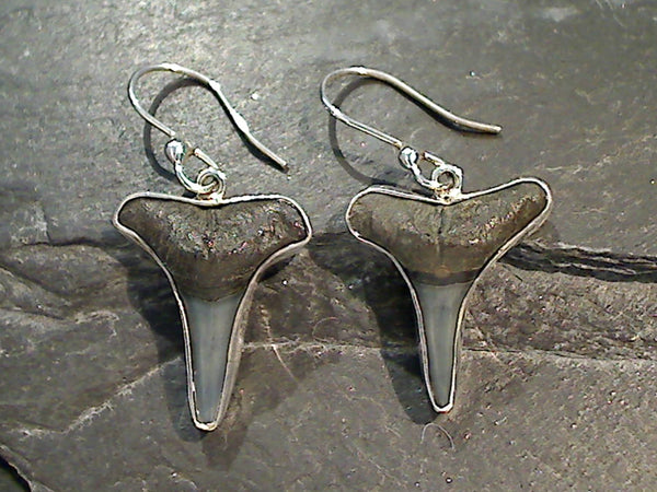 Fossil Shark Tooth, Fine Sterling Silver Earrings