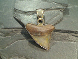 Fossil Shark Tooth, Alchemia Pendant