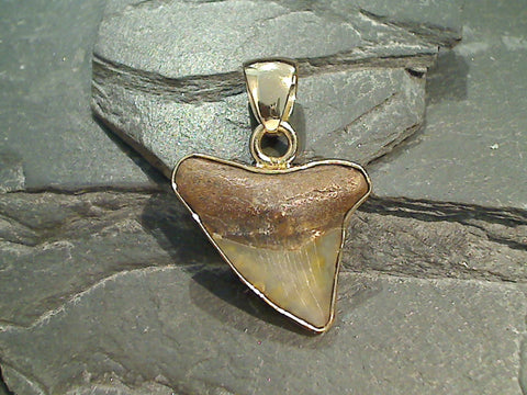 Fossil Shark Tooth, Alchemia Pendant