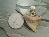 Fossil Shark Tooth, Alchemia Pendant