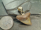 Fossil Shark Tooth, Alchemia Pendant