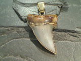 Bakersfield Fossil Shark Tooth, Alchemia Pendant