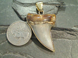 Bakersfield Fossil Shark Tooth, Alchemia Pendant