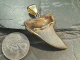 Bakersfield Fossil Shark Tooth, Alchemia Pendant