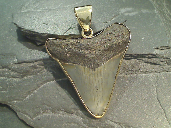 Large Fossil Shark Tooth, Alchemia Pendant