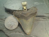 Large Fossil Shark Tooth, Alchemia Pendant