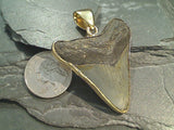 Large Fossil Shark Tooth, Alchemia Pendant