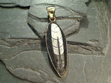 Fossil Orthoceras, Alchemia Pendant