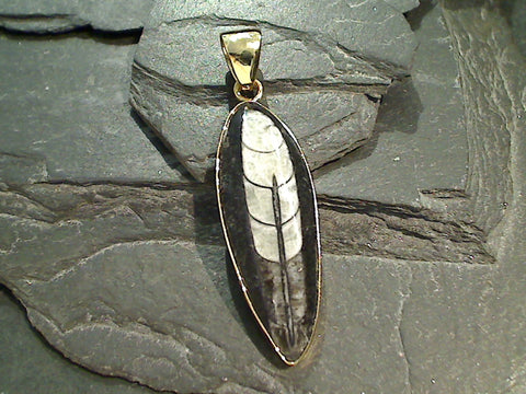 Fossil Orthoceras, Alchemia Pendant