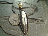 Fossil Orthoceras, Alchemia Pendant