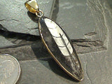 Fossil Orthoceras, Alchemia Pendant