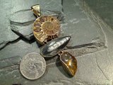 Fossil Ammonite, Orthoceras, Amber, Alchemia Extra Large Pendant