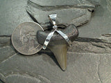 Fossil Shark Tooth, Sterling Silver Pendant