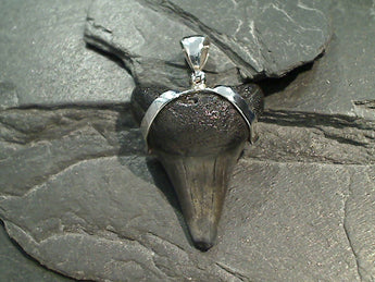 Fossil Shark Tooth, Sterling Silver Pendant