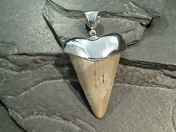 Fossil Shark Tooth, Sterling Silver Pendant