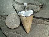 Fossil Shark Tooth, Sterling Silver Pendant