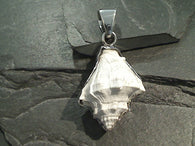 Fossilized Shell, Fine Sterling Silver Thick Pendant