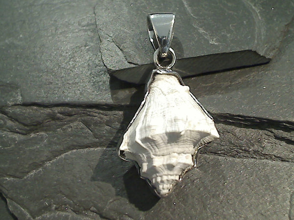 Fossilized Shell, Fine Sterling Silver Thick Pendant