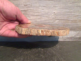 Petrified Wood Polished Slab 4.25"H x 6"W