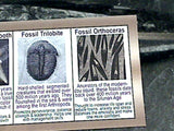 Fossil Orthoceras Large Polished Specimen