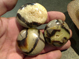 50g-60g Palm Stone Septarian Nodule