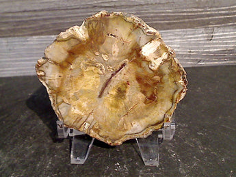 Petrified Wood Small Polished Slab 3"H x 3.5"W