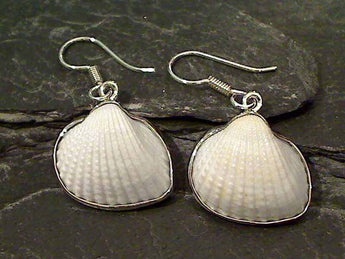 Ark Shell, .950 Fine Sterling Earrings