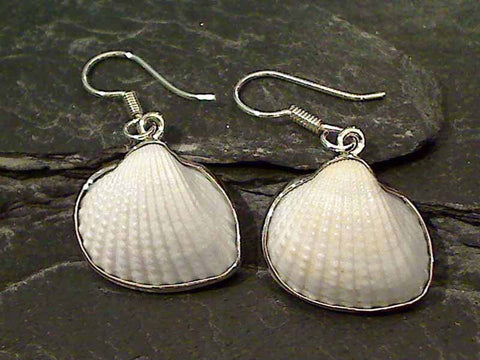 Ark Shell, .950 Fine Sterling Earrings