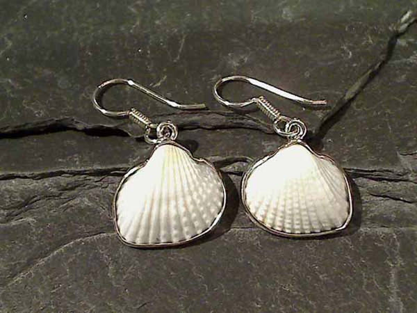Ark Shell, .950 Fine Sterling Earrings